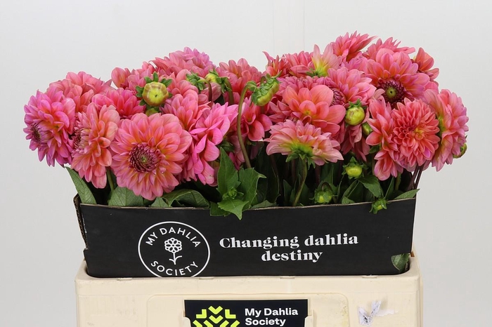 <h4>Dahlia Pink Runner</h4>