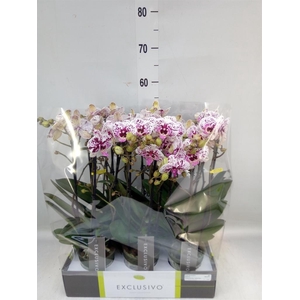 Phalaenopsis multi.   ...