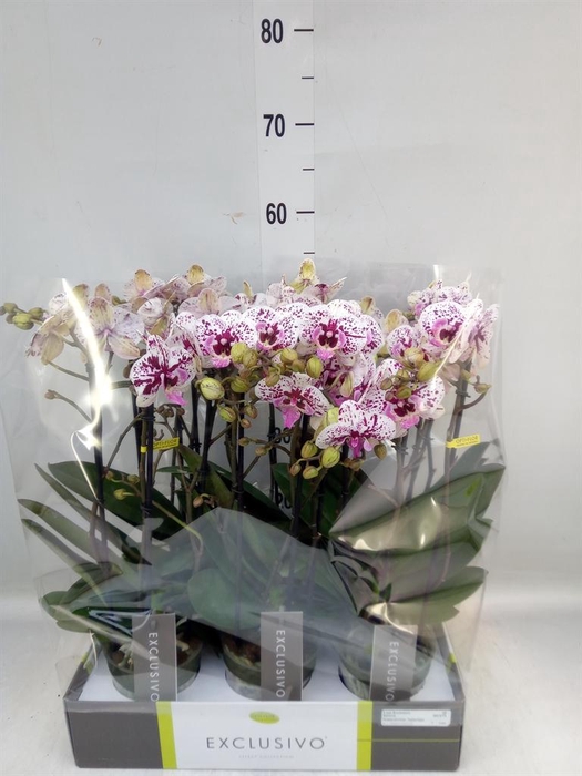 <h4>Phalaenopsis multi. ...</h4>