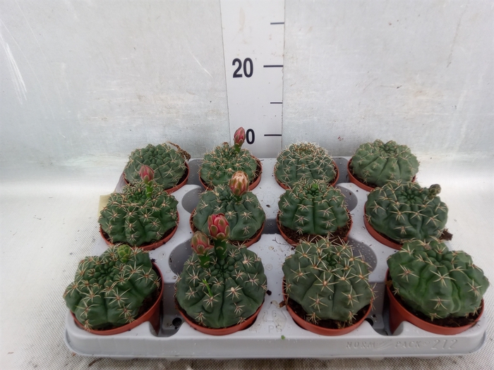 <h4>Gymnocalycium baldianum</h4>