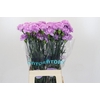 Dianthus St Florigene Moonaqua