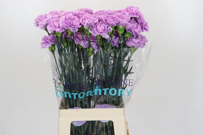 <h4>Dianthus St Florigene Moonaqua</h4>