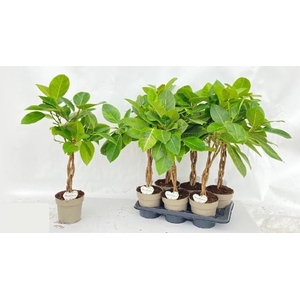 FICUS BENG AUDREY
