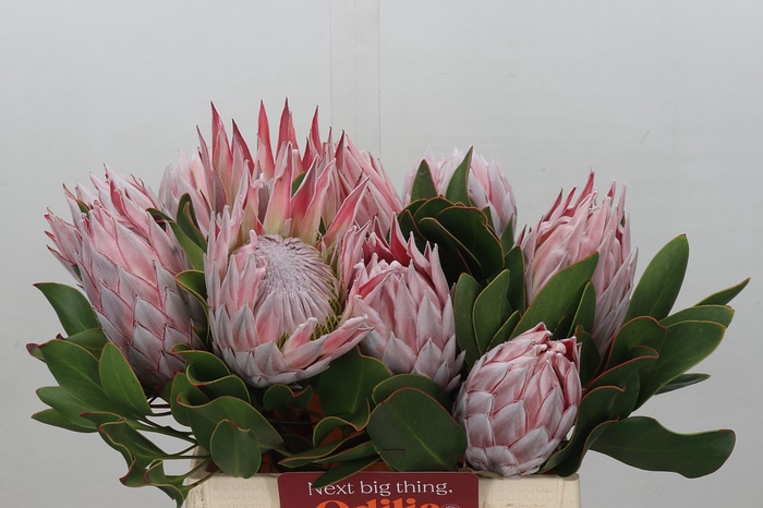 Protea Cynaroides