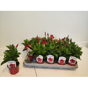 MANDE RIO DEEP RED