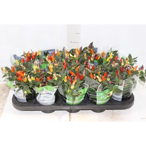 PIMENTA TREASURES RED P11 VERMELHO
