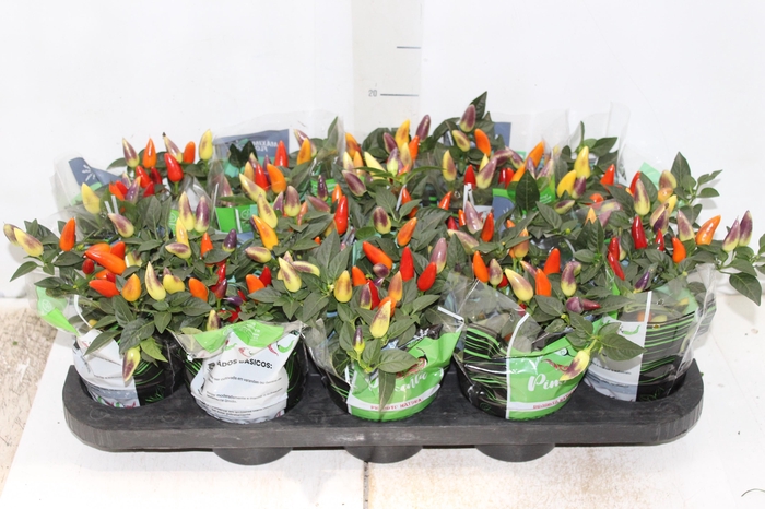 PIMENTA TREASURES RED P11 VERMELHO