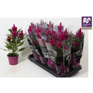 CEL DEEP PURPLE
