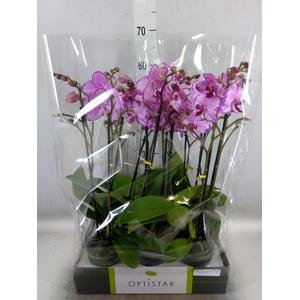 Phalaenopsis   ...rose