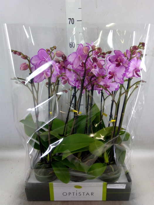 <h4>Phalaenopsis   ...rose</h4>