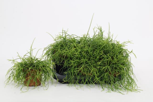 Rhipsalis (Cites) 12Ø 22cm