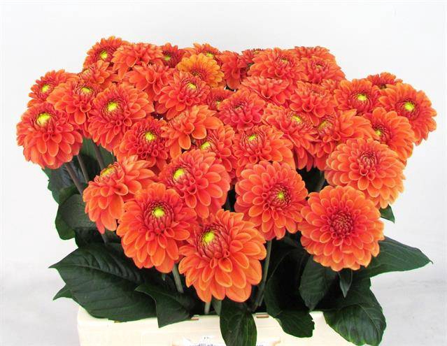<h4>Dahlia Bright Orange Koppert</h4>