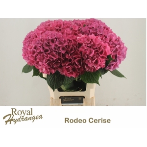 HYDR M CH RODEO RD