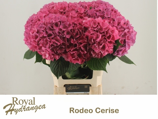 <h4>HYDR M CH RODEO RD</h4>
