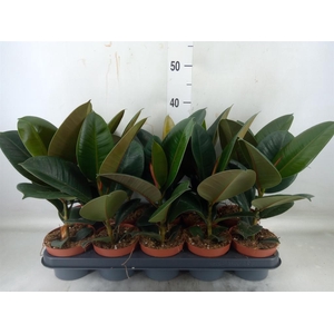 Ficus elastica 'Robusta'