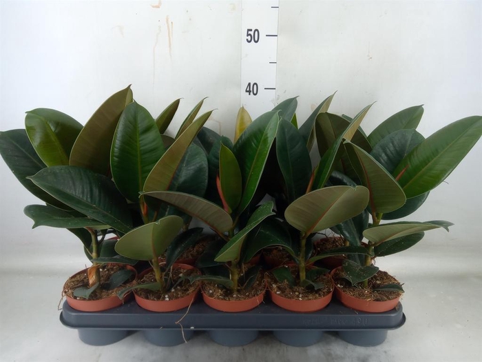 <h4>Ficus elastica 'Robusta'</h4>