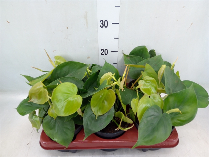 <h4>Philodendron scand.</h4>