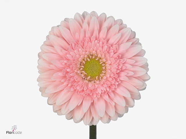 Gerbera Fem Water