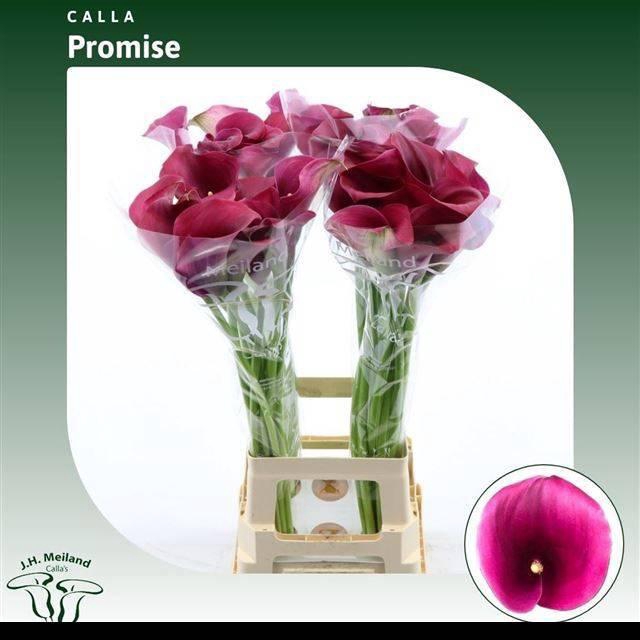 <h4>ZANT CAPT PROMISE</h4>