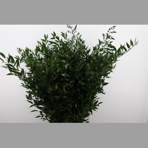 Ruscus Long 4 Stems P Bunch
