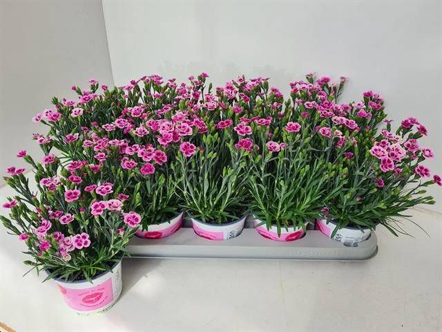 <h4>DIAN DI PINK KISSES</h4>