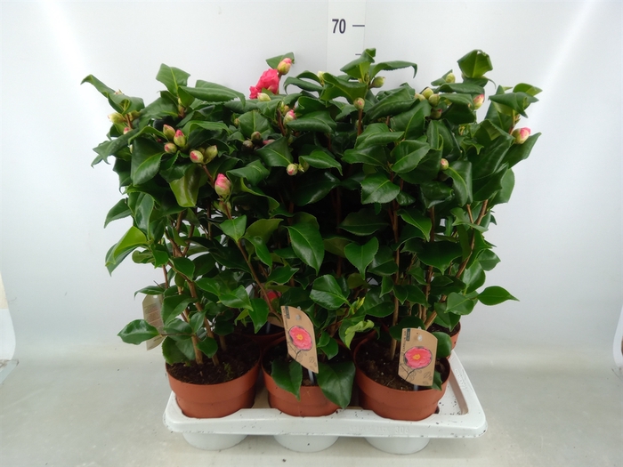 <h4>Camellia japonica 'Dr King'</h4>