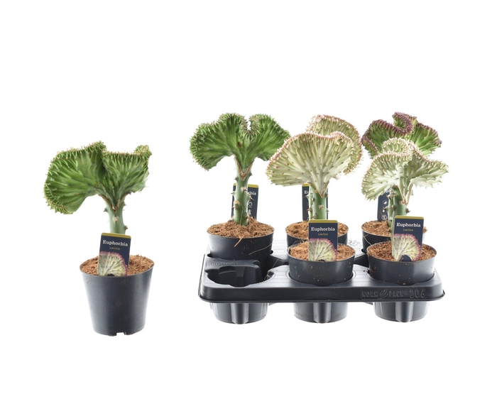 <h4>EUPHOR LAC CRISTATA</h4>