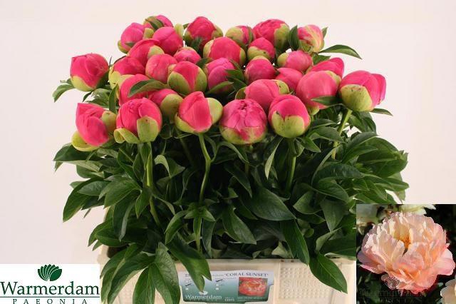 <h4>PAEO CORAL SUNSET</h4>