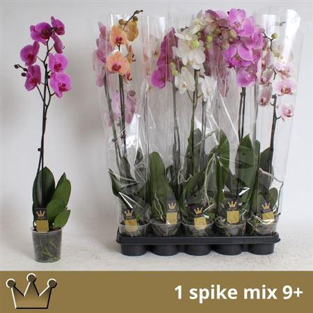<h4>Phal Gem 7 Kl</h4>