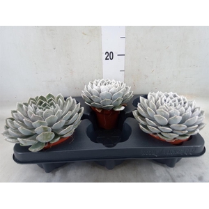 Echeveria  'Grande Cinza'