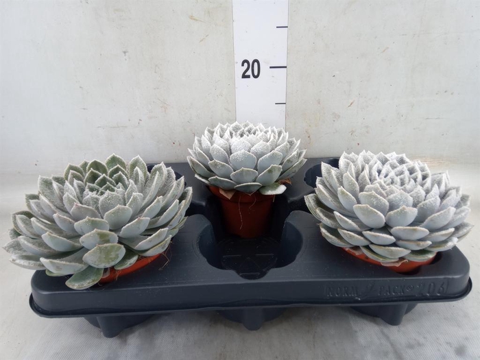 <h4>Echeveria  'Grande Cinza'</h4>