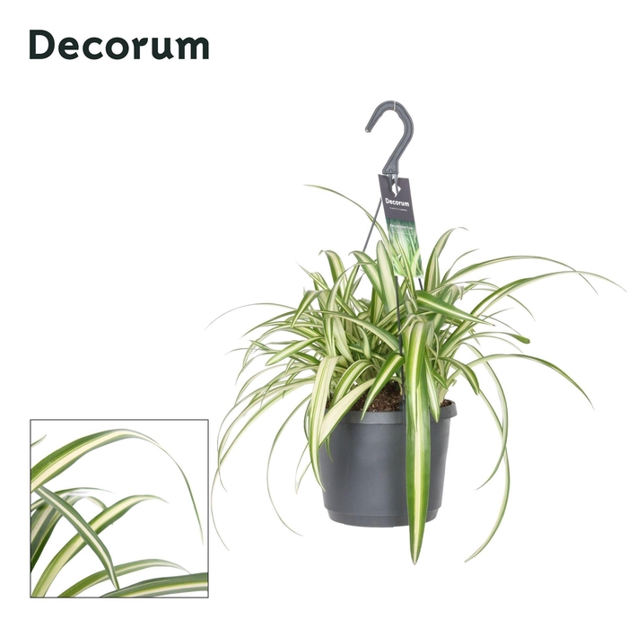 <h4>Chlorophytum comosum Variegatum</h4>