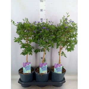 Lycianthes ran. 'Blue Fountain'