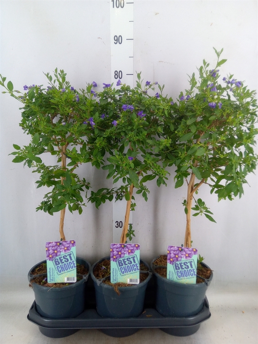 <h4>Lycianthes ran. 'Blue Fountain'</h4>