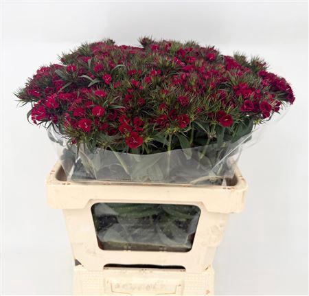 <h4>Di Barb Red Baron X50</h4>