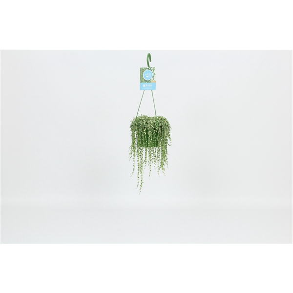 <h4>HangonGreen Senecio Rowleyanus Variegata 14 cm</h4>