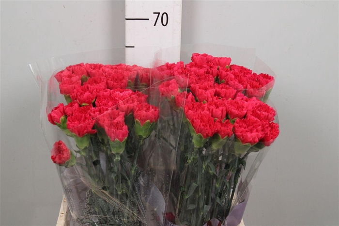 <h4>Di St Mandalay</h4>