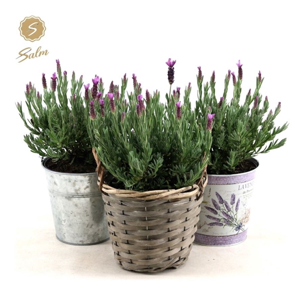 Lavandula st. 'Anouk'® Collection P15 in Added Value Mix