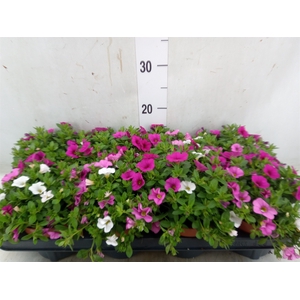 Calibrachoa  'Cabaret MM Pink Para'