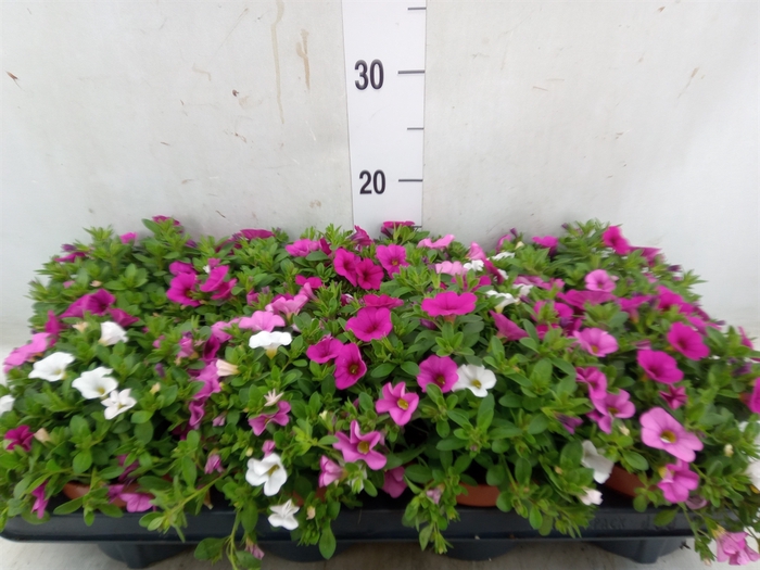 <h4>Calibrachoa  'Cabaret MM Pink Para'</h4>