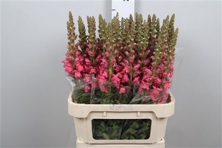<h4>Antirrhinum majus 'Poto Rose'</h4>