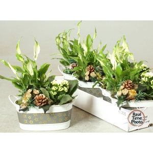 Kalanchoe Plant Arr 19Ø 25cm