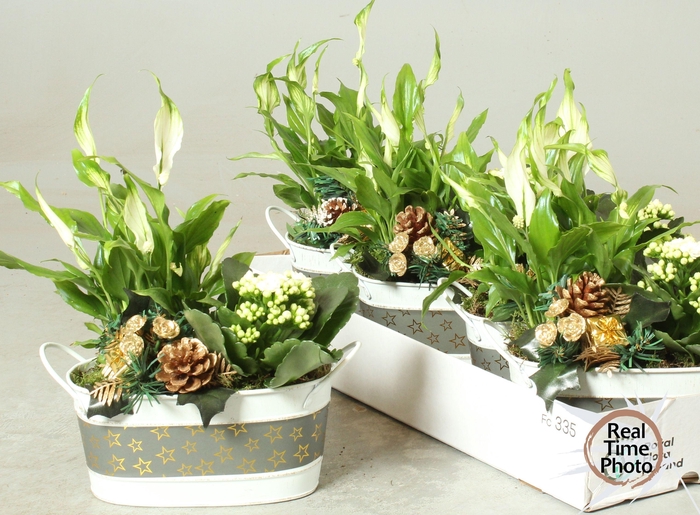 Kalanchoe Plant Arr 19Ø 25cm