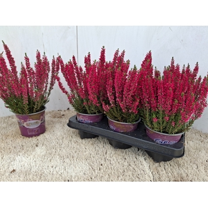 CALLU BL SCARL EARLY