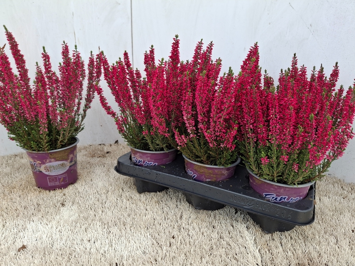 <h4>CALLU BL SCARL EARLY</h4>