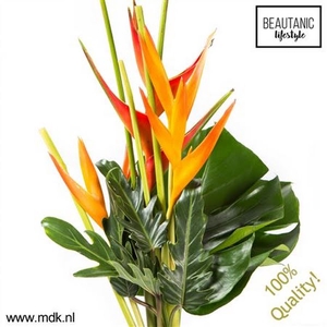 Heliconia Bouquet Suzy X3 MDK