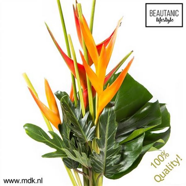 <h4>Heliconia Bouquet Suzy X3 MDK</h4>