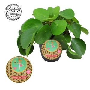 Pilea Peperomioides 15cm Nederlands etiket