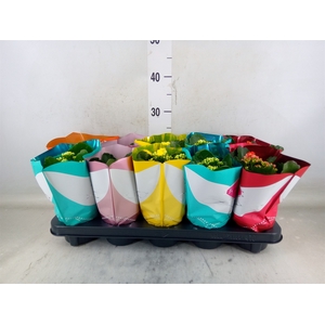 Kalanchoe blos. 'Perfecta'  ..mix 5