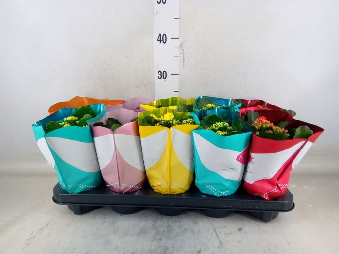 <h4>Kalanchoe blos. 'Perfecta'  ..mix 5</h4>